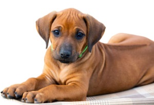 Cucciolo Rhodesian Ridgeback