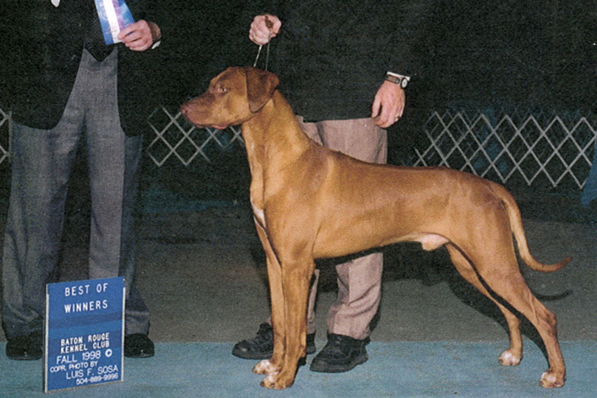 Bango rhodesian ridgeback