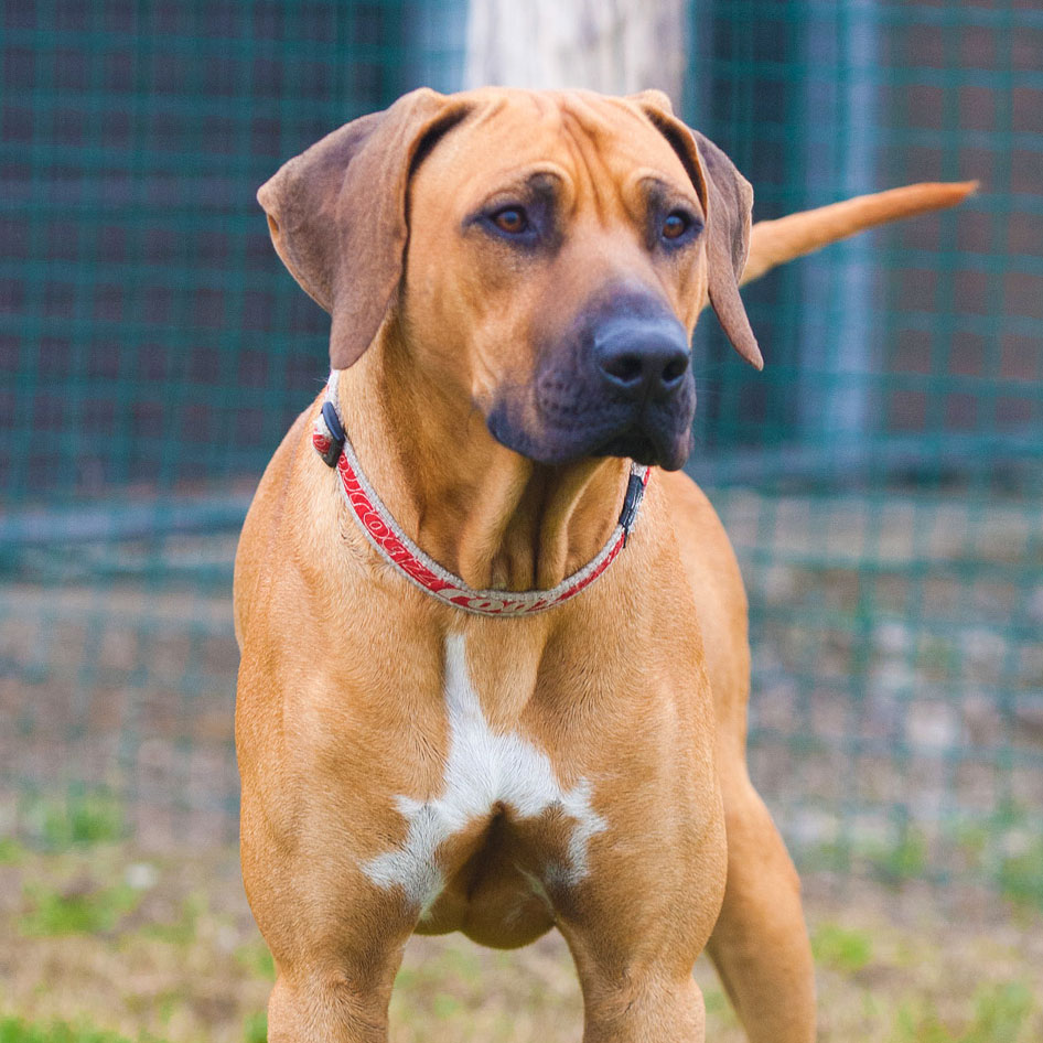 rhodesian ridgeback