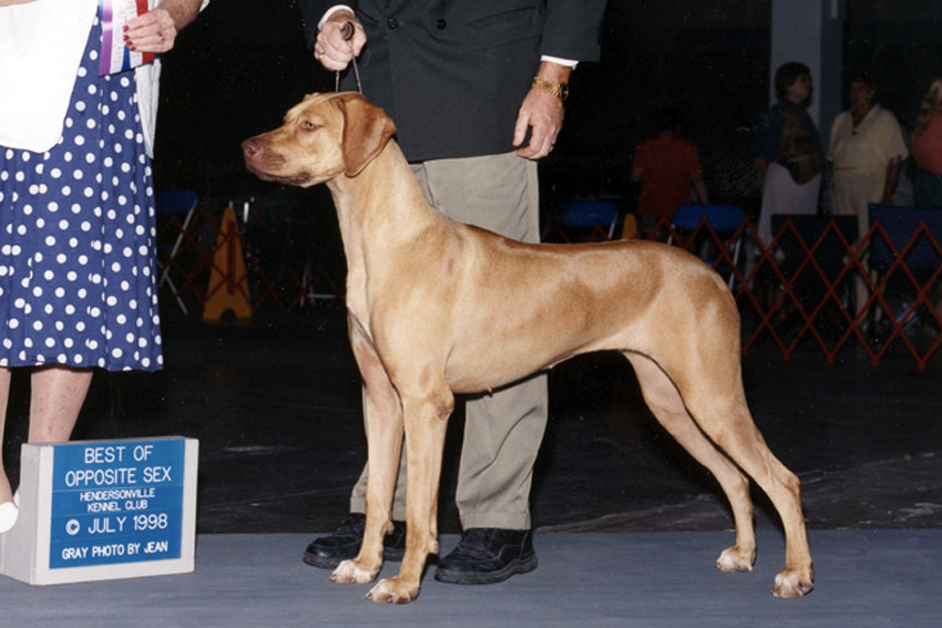 Nala liver nose Rhodesian Ridgeback