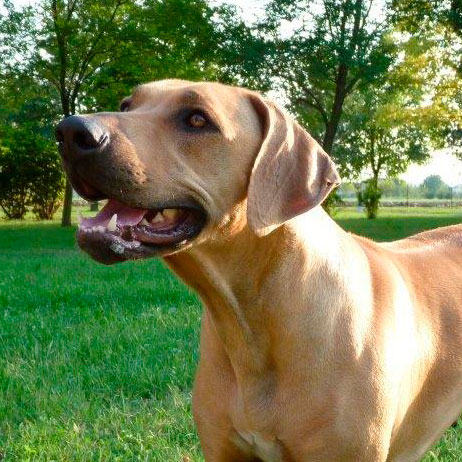 rhodesian ridgeback