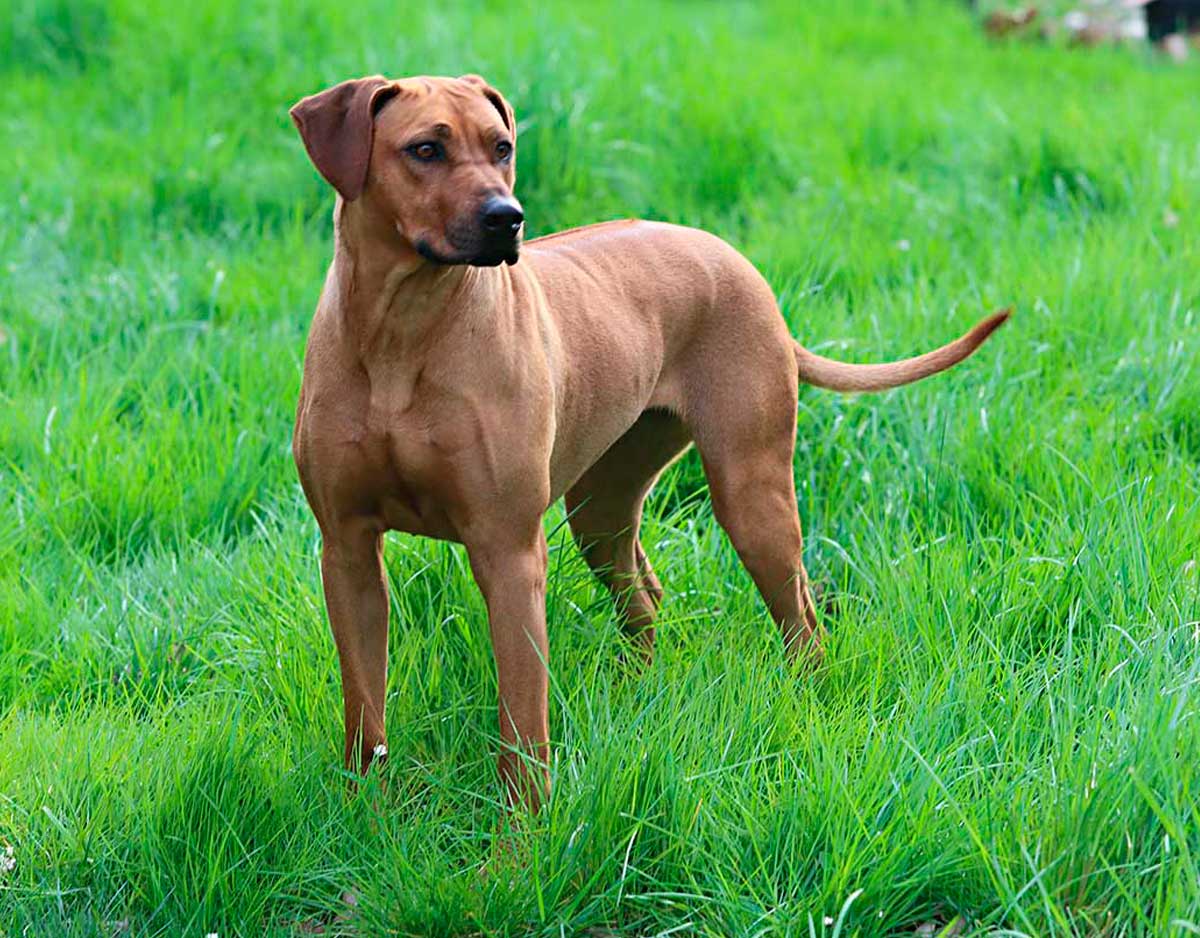 Trixie rhodesian ridgeback