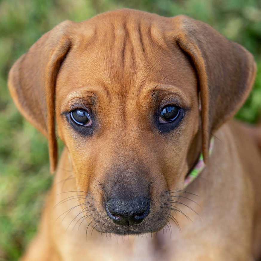 rhodesian ridgeback